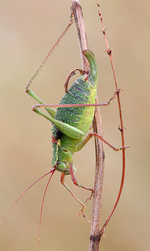 Bradyporidae? No. Phaneropteridae